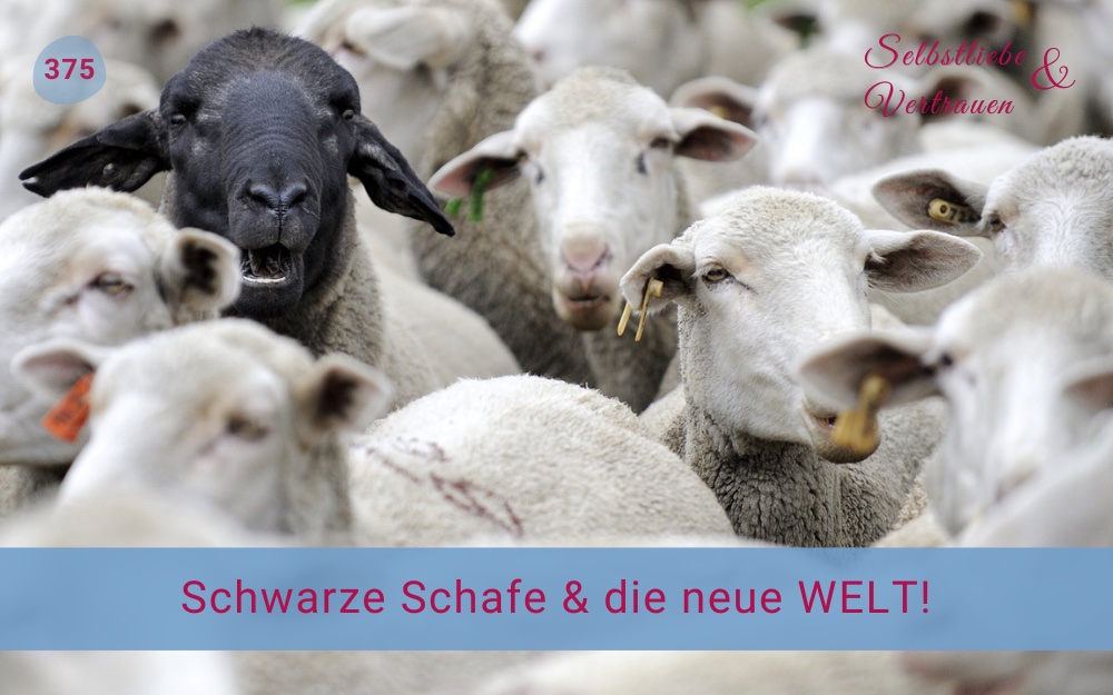 Schwarzes Schaf